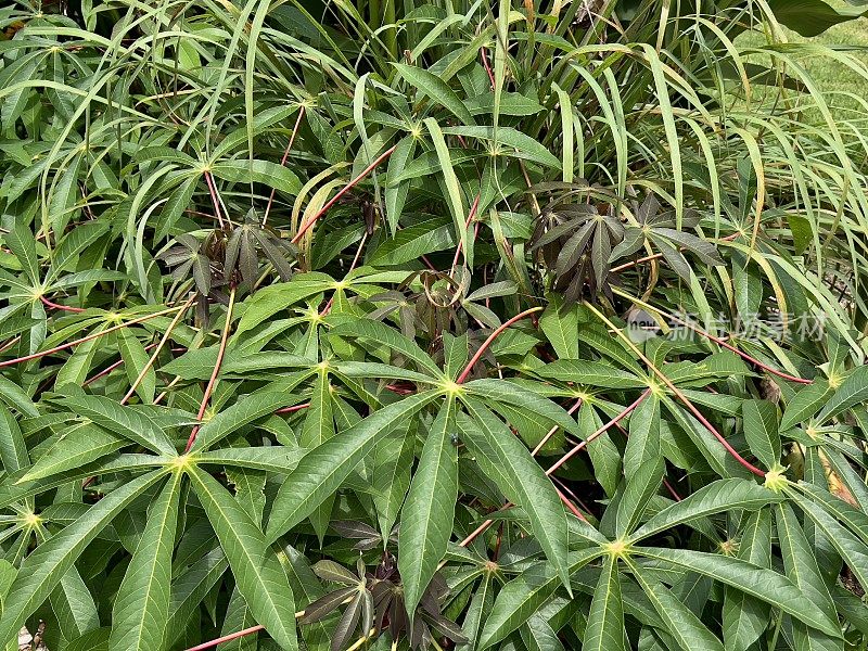 绿色叶子在有机木薯植物- Manihot Esculenta